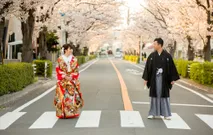 Sakura season by Bestscene