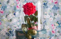 Luscious Blooms by Cake & Wildflour