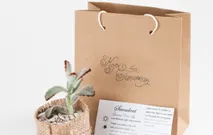 Wedding Plant Souvenir - Succulent in Upcycled Planter by Kopi dan Tanaman