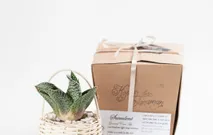 Succulent Souvenir in Rustic Basket Planter by Kopi dan Tanaman