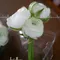 Corsages by Brielles Flower House