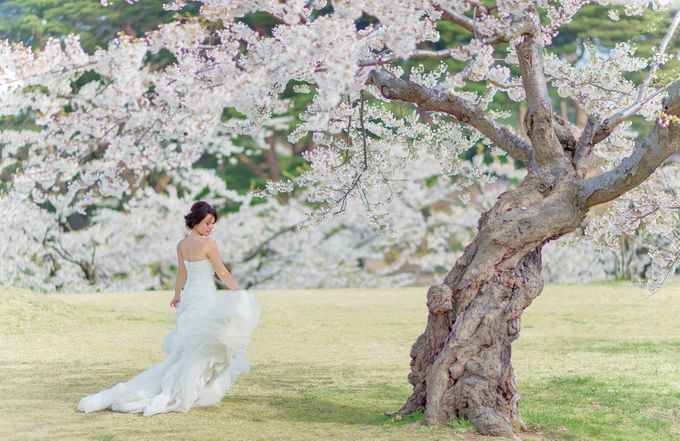 Full Bloom Hokkaido Sakura in Spring-Prewedding Overseas by John15 Photography - 001 Full Bloom Hokkaido Sakura in Spring-Prewedding Overseas by John15 Photography - 001