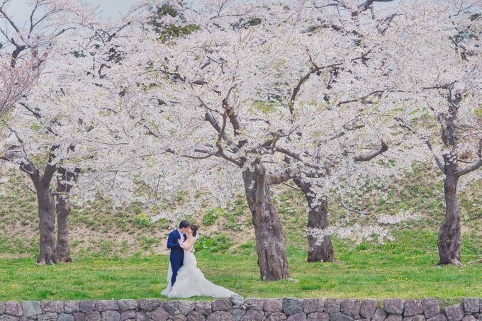 Full Bloom Hokkaido Sakura in Spring-Prewedding Overseas by John15 Photography - 002 Full Bloom Hokkaido Sakura in Spring-Prewedding Overseas by John15 Photography - 002