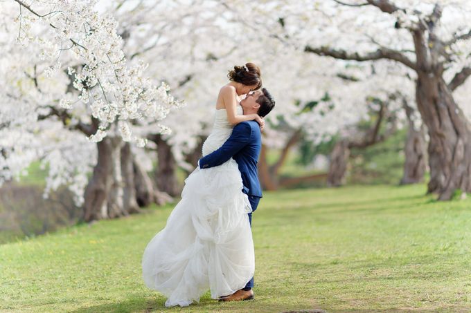 Full Bloom Hokkaido Sakura in Spring-Prewedding Overseas by John15 Photography - 007 Full Bloom Hokkaido Sakura in Spring-Prewedding Overseas by John15 Photography - 007