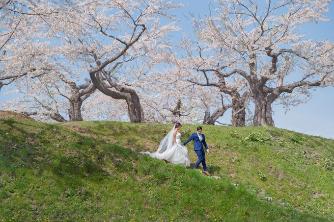 Full Bloom Hokkaido Sakura in Spring-Prewedding Overseas by John15 Photography - 009 Full Bloom Hokkaido Sakura in Spring-Prewedding Overseas by John15 Photography - 009