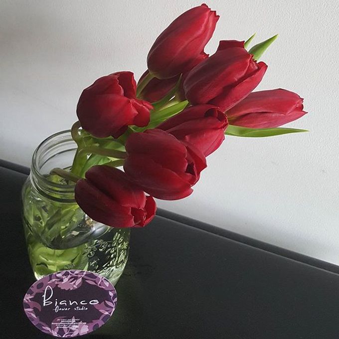 Tulip Fair by biancoflowerjkt - 001 Tulip Fair by biancoflowerjkt - 001