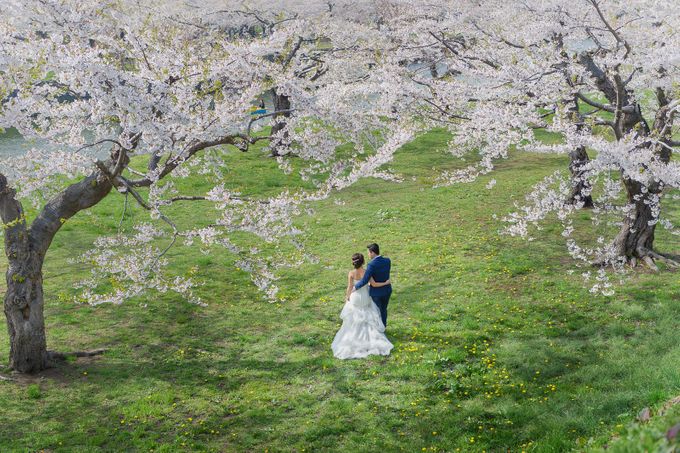 Full Bloom Hokkaido Sakura in Spring-Prewedding Overseas by John15 Photography - 011 Full Bloom Hokkaido Sakura in Spring-Prewedding Overseas by John15 Photography - 011