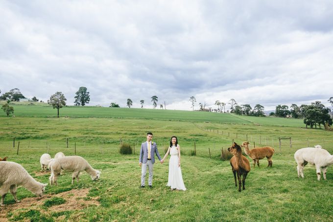 Yarra Valley Prewedding of Virginia & Felix by Widfotografia - 004 Yarra Valley Prewedding of Virginia & Felix by Widfotografia - 004