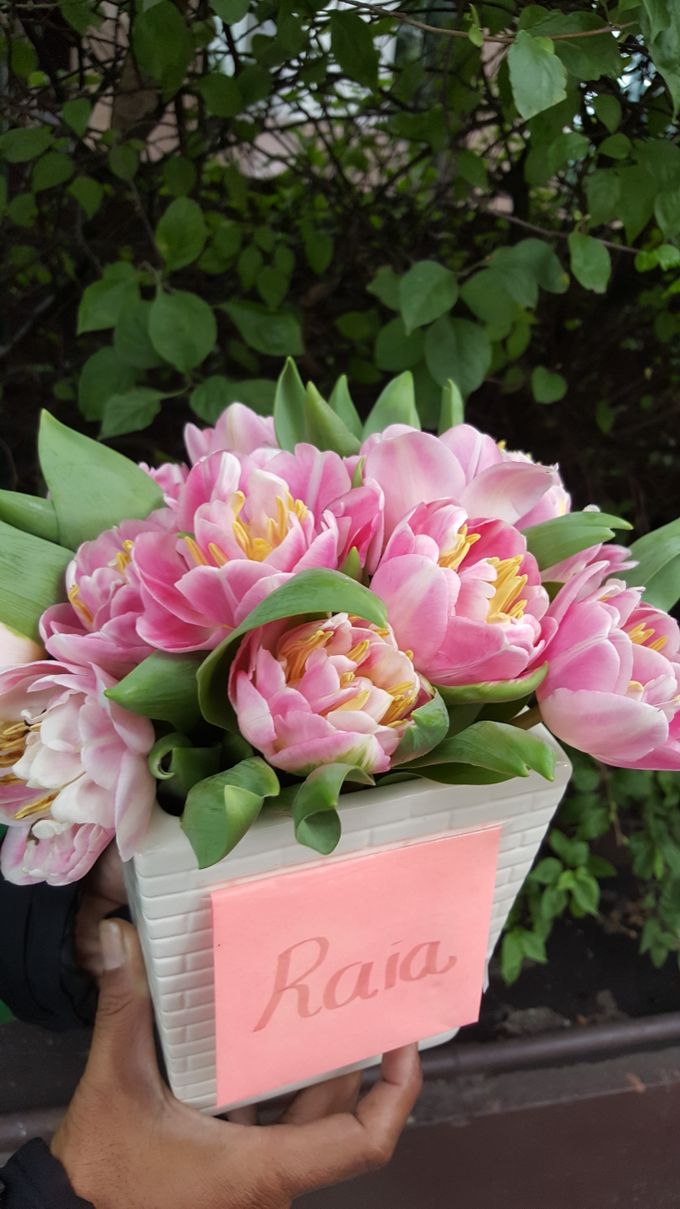 Tulip Fair by biancoflowerjkt - 016 Tulip Fair by biancoflowerjkt - 016