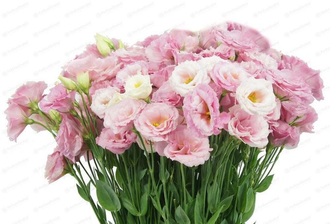 Flowers Bouquet by Te Planner - 017 Flowers Bouquet by Te Planner - 017