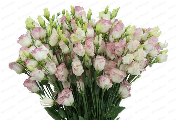 Flowers Bouquet by Te Planner - 018 Flowers Bouquet by Te Planner - 018