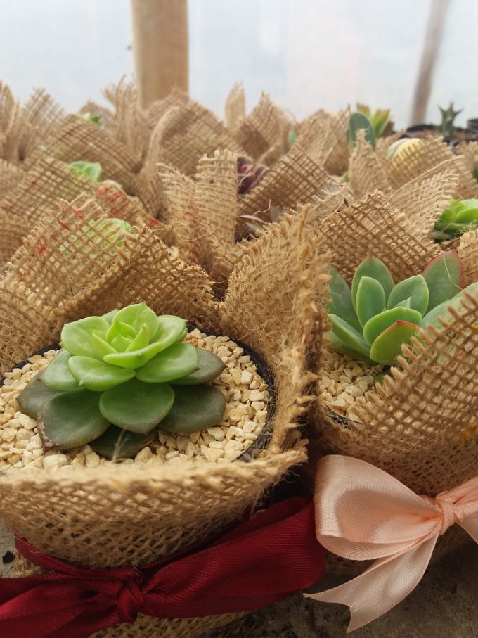 Wedding souvenir by Souvenirs Succulent - 002 Wedding souvenir by Souvenirs Succulent - 002