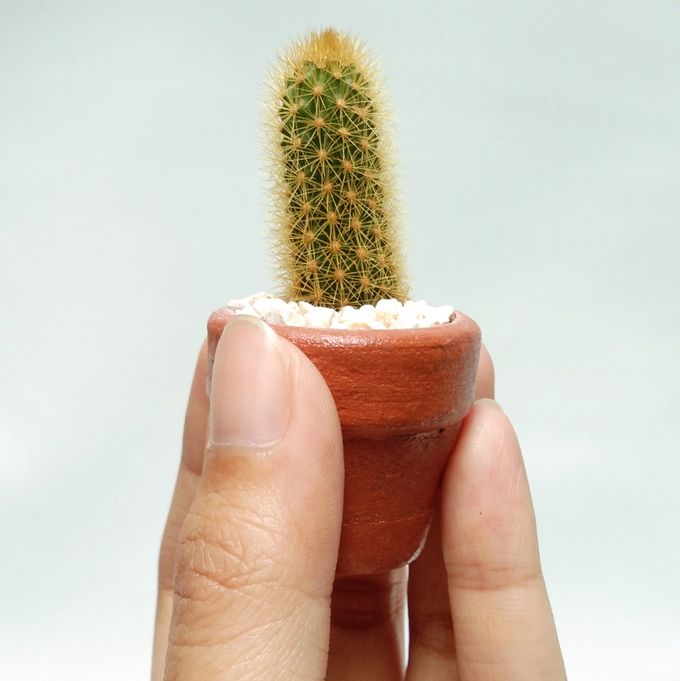 Souvenir kaktus mini & pot 3cm by Ohana Eco Souvenir - 003 Souvenir kaktus mini & pot 3cm by Ohana Eco Souvenir - 003