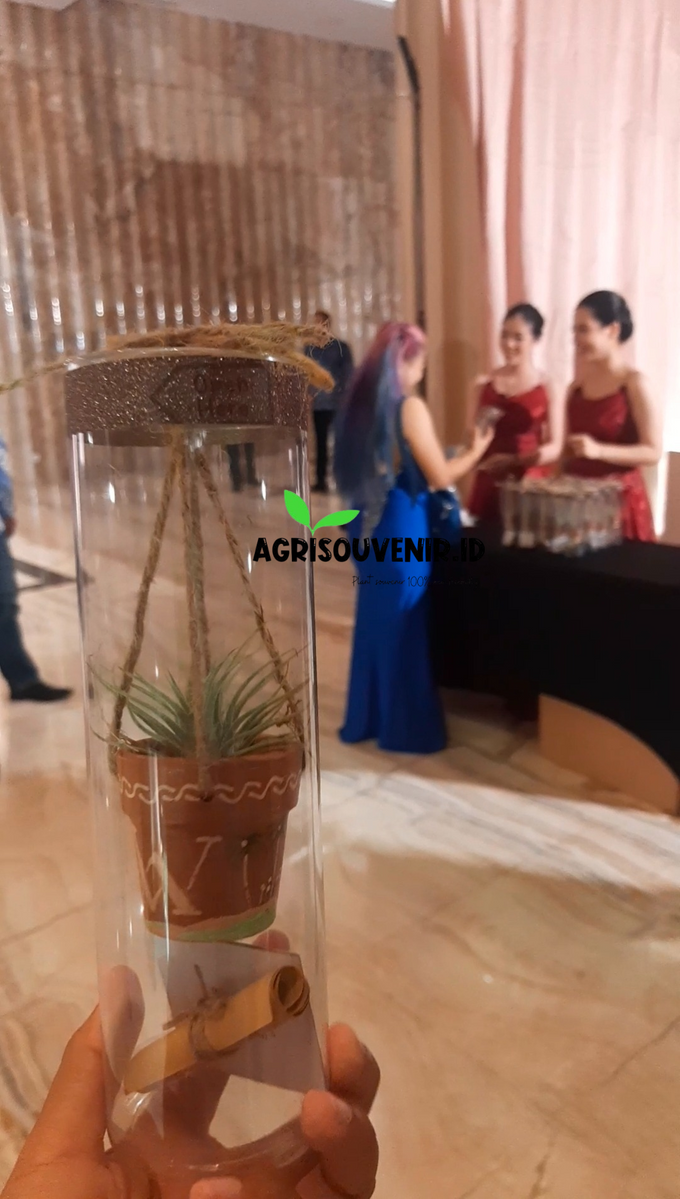 Plant souvenir for wedding Mr. William and Mrs. Anita by Agrisouvenir.id - 001 Plant souvenir for wedding Mr. William and Mrs. Anita by Agrisouvenir.id - 001