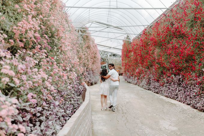 Pre Wedding Cameron Highlands by JOHN HO PHOTOGRAPHY - 032