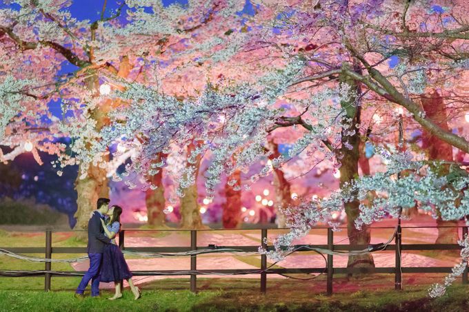Full Bloom Hokkaido Sakura in Spring-Prewedding Overseas by John15 Photography - 033 Full Bloom Hokkaido Sakura in Spring-Prewedding Overseas by John15 Photography - 033