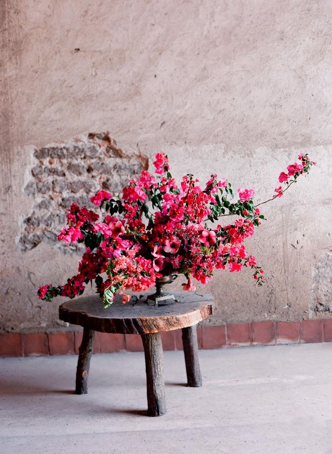 CLEAN BOUGAINVILLEA by AGATE - 007 CLEAN BOUGAINVILLEA by AGATE - 007