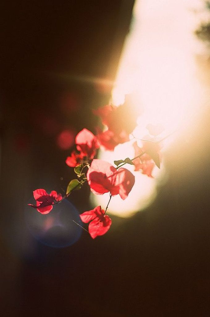 CLEAN BOUGAINVILLEA by AGATE - 016 CLEAN BOUGAINVILLEA by AGATE - 016