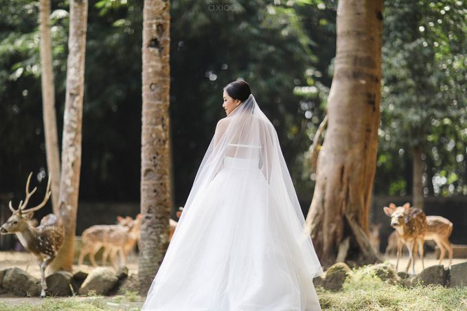 In a Hundred Worlds I Would Choose You - The Prewedding and Wedding of Albert and Olivia by Ivan by Axioo - 025 In a Hundred Worlds I Would Choose You - The Prewedding and Wedding of Albert and Olivia by Ivan by Axioo - 025