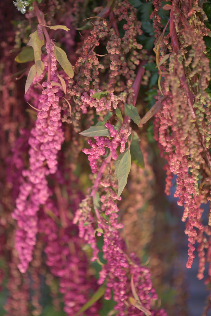 The Engagement of Callista & Ali by Cassia Decoration - 003 The Engagement of Callista & Ali by Cassia Decoration - 003