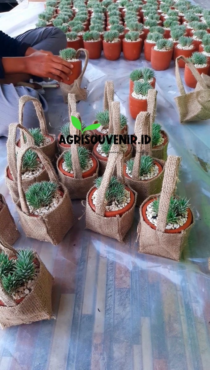 Plant souvenir for wedding Mr. William and Mrs. Anita by Agrisouvenir.id - 004 Plant souvenir for wedding Mr. William and Mrs. Anita by Agrisouvenir.id - 004