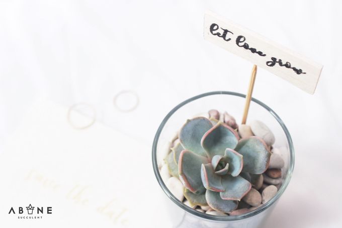 Wedding Souvenir for Chika and Abi by ABANE Succulent - 002 Wedding Souvenir for Chika and Abi by ABANE Succulent - 002