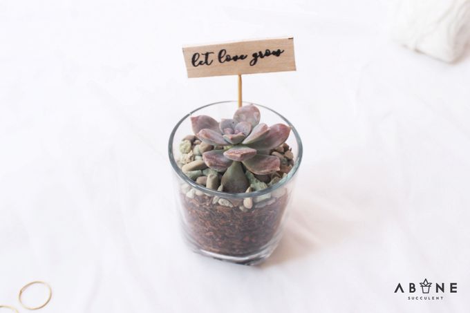 Wedding Souvenir for Chika and Abi by ABANE Succulent - 003 Wedding Souvenir for Chika and Abi by ABANE Succulent - 003