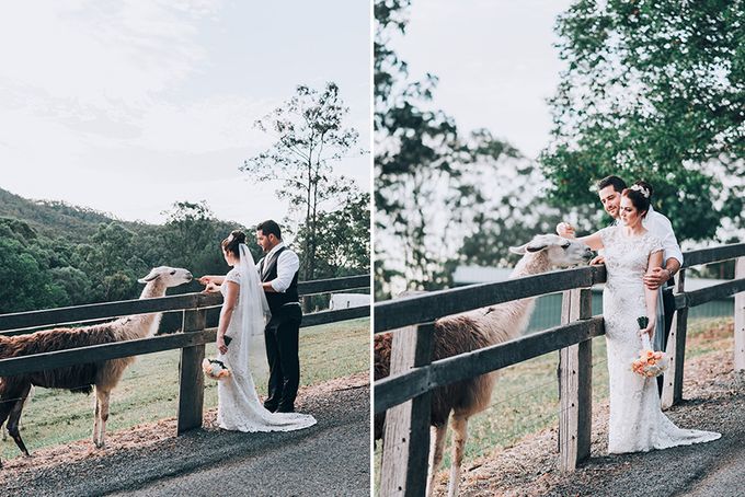 Carly & Adam | Peppers Ruffles Lodge Wedding by Andrew Sun Photography - 031 Carly & Adam | Peppers Ruffles Lodge Wedding by Andrew Sun Photography - 031