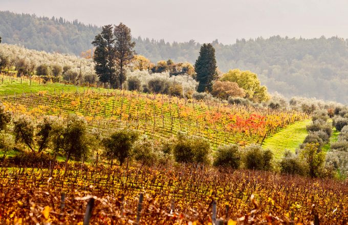 Country wedding near Florence by Le Cirque Firenze - 004