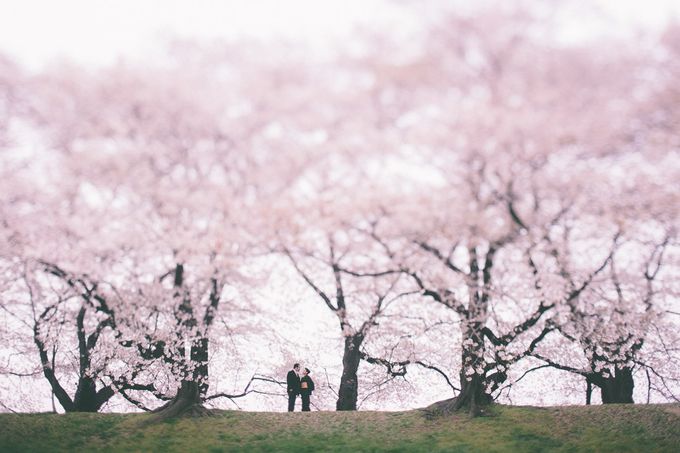 Masako & Joe  - Cherry Blossoms  in Kyoto by SuperPanda Presents - 001