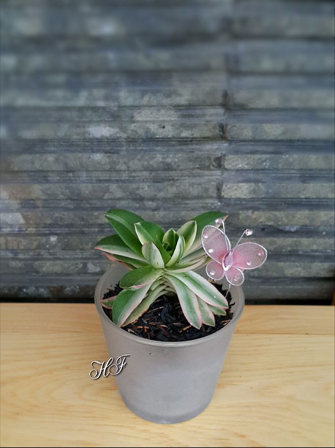 Shabby Look by House of Succulent - 014