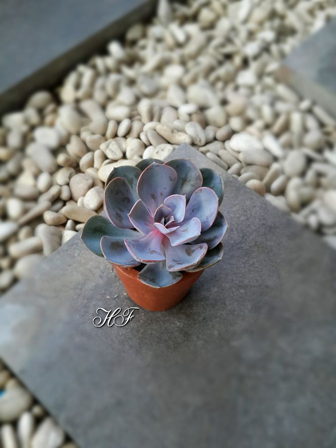 Shabby Look by House of Succulent - 009