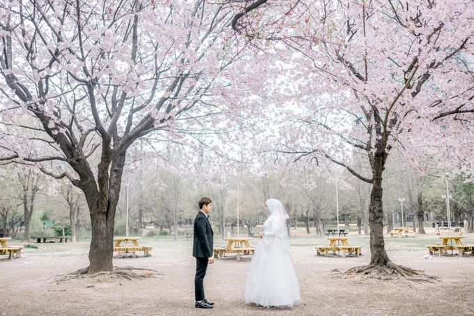 Prewedding Cherryblossom  Korea Selatan by Value.photography - 012