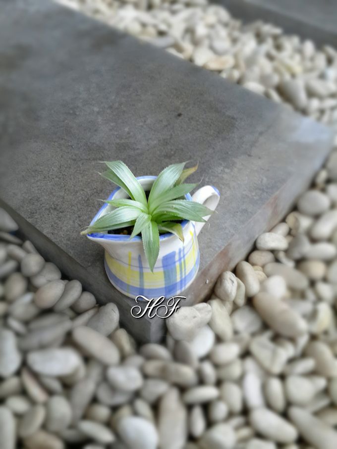 Shabby Look by House of Succulent - 015