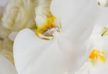 Destination Villa Wedding of Tash and Yaz by Unique Wedding and Events